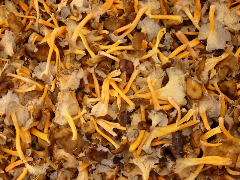 BENZON-VOLPATO_i-funghi_7_L_03_cantharellus_13213043_m.jpg